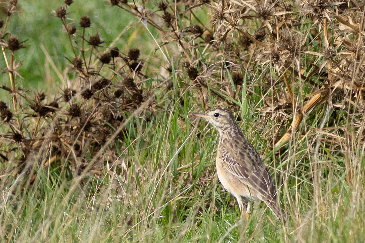 Afbeelding vogel